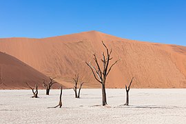 As acacias secas que permanecen nos deathvleis, algunhas desde hai centos de aos, sirven de miradoiro aos corvos do Namib.