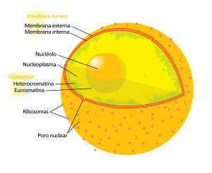 Diagrama dun núcleo celular, co seu nucléolo.