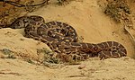 Thumbnail for File:Indian Rock Python Python molurus by Dr. Raju Kasambe DSCN2687 (21).jpg