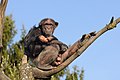 21. Közönséges csimpánz (Pan troglodytes) (javítás)/(csere)