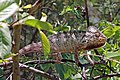 Didžiausia chameleonų rūšis – didysis chameleonas (Furcifer oustaleti)