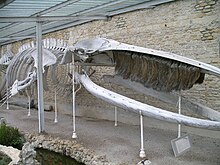 飲み込み型のクジラヒゲ。短く比較的粗い（シロナガスクジラ）
