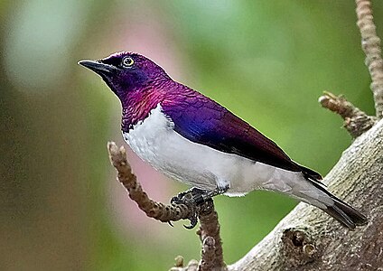 The male violet-backed starling sports a very bright, iridescent purple plumage.