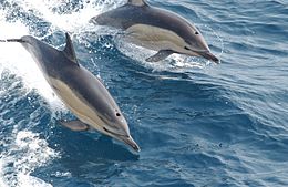 Paprastasis delfinas (Delphinus delphis)