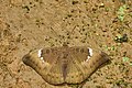 3. A fehérsávos lepkék alcsaládjába tartozó Euthalia aconthea (Kadavúr, India) (javítás)/(csere)
