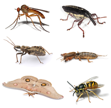 Clockwise from top left: dancefly (Empis livida), long-nosed weevil (Rhinotia hemistictus), mole cricket (Gryllotalpa brachyptera), German wasp (Vespula germanica), emperor gum moth (Opodiphthera eucalypti), assassin bug (Harpactorinae)