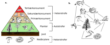 Skisse av næringspyramide for økosystem, med fire nivåer