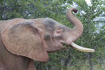 Такозвани „бели слон” је поштован у неколико земаља југоисточне Азије и природно је ружичасто сив. Они су заправо албино слонови.