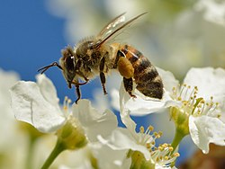 Eiropas medus bite (Apis mellifera)