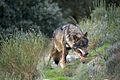 3. Ibériai farkas (Canis lupus signatus) alfahím (javítás)/(csere)