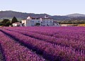 Mediterranean vegetation (lavender) in Provence
