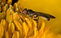 Caltha palustris pollination