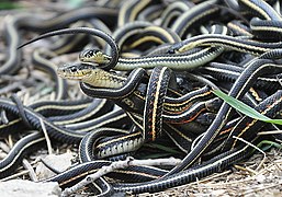 Nœud de serpents, agrégats rencontrés surtout en début d'hivernage, favorisant une certaine cohérence sociale et les futurs accouplements.