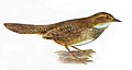 Atrichornis clamosus, một trong số chim nhóm Passeri có các đặc trưng thừa hưởng trước khi có tổ tiên chung gần nhất của phân bộ này.