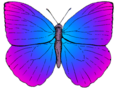 Butterfly top PSF artistic license.png