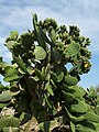 Opuntia ficus-indica, een Oard fon Fiegen-Kaktus