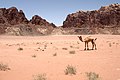 "Jordan,_Wadi_Rum_Desert,_Camel.jpg" by User:Argenberg