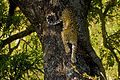 25. Fára mászó leopárd (Panthera pardus) (Dél-Afrika) (javítás)/(csere)