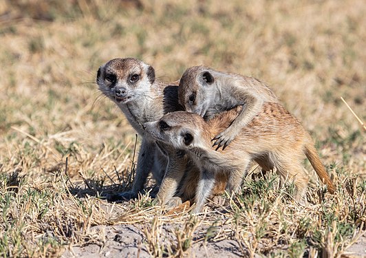 Meerkats (Suricata suricatta), Makgadikgadi Pans National Park, Botswana.