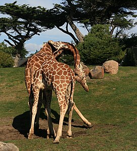 Эки эркек сурахай (Giraffa camelopardalis reticulata) тиши ючюн сермешиуню заманында
