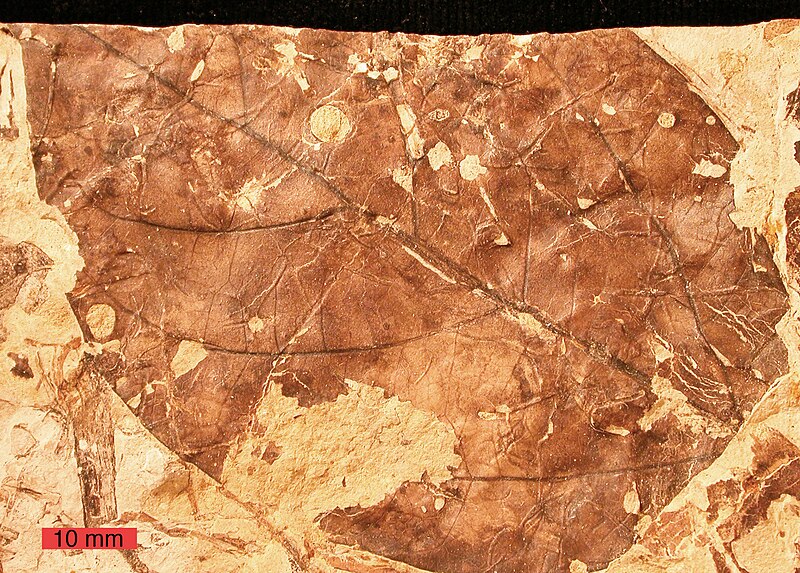 File:Viburnum lesquereuxii fossil.jpg
