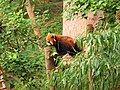 Red Panda / Panda rojo