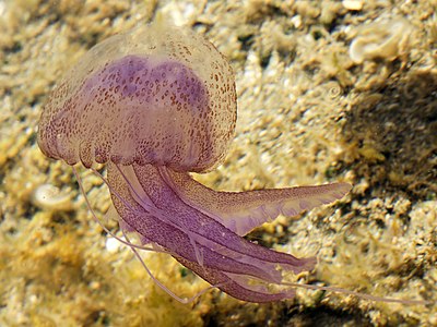 Pelagia noctiluca türü denizanası (Üreten: Lycaon)
