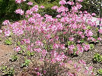 Rhododendron vaseyi is een voorbeeld uit het ondergeslacht Pentanthera