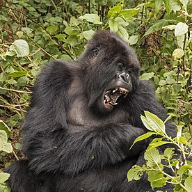 Gorila-das-montanhas (Gorilla beringei beringei) do grupo Titus, Parque Nacional dos Vulcões, Ruanda. (definição 3 132 × 2 856)