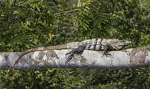 Black iguana (Ctenosaura similis) (SDG 15)