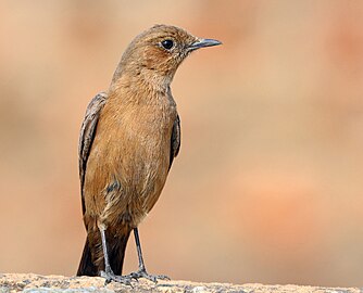 Brown rock chat Oenanthe fusca India