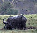 Kerbau Afrika sedang membesarkan lopaknya