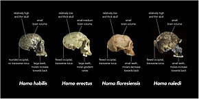 Descripcion d'l'imatge Comparison of skull features of Homo naledi and other early human species.jpg.