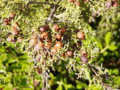 Червеноплодна хвойна (J. phoenicea)