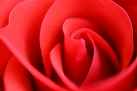 Red rose inside,