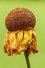 Thumbnail for File:Verregende bloem van een Helenium 'El Dorado'. 22-07-2023. (d.j.b).jpg