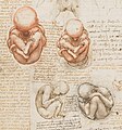 эмбрион человека