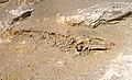 Скам'янілий скелет міоценового кита