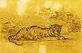 Dibuix d'un tigre, va fer nombrosos dibuixos i estudis als seus viatges per Àfrica