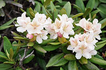 Rododendron caucazian (Rhododendron caucasicum)