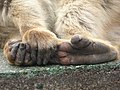 16. Berbermakákó (Macaca sylvanus) kéz- és lábfeje. A berbermakákó az egyetlen olyan főemlős, amely vadon is él Európában. (javítás)/(csere)