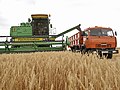 Harvesting in the Volgograd Oblast. Harvester Don-1500