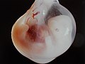 Teleći embrion star oko 1 mesec u amnionskoj kesi (22 mm.)