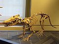Скам'янілий скелет пакіцета
