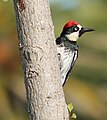 Acorn Woodpecker, Sonoma, CA