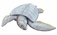 Une tortue gris bleuâtre avec quelques taches jaune-vert sur le cou et des stries le long du bord arrière des nageoires.