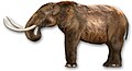 Mastodonte (Mammut sp.) Um proboscídeo Altura: 3 m