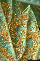 Telia op Ribes met tot 1 - 2 mm lange, wasachtige draden aan elkaar geklitte teleurosporen