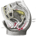 Kadın gövdesinin alt bölümünün sagittal kesimi, sağ segment.