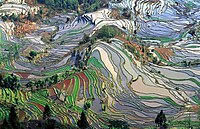 15: Terasasta polja u kineskoj pokrajini Yunnan